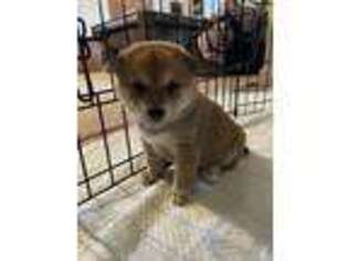 Shiba Inu Puppy for sale in Pasadena, CA, USA