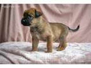 Mutt Puppy for sale in Alpine, NJ, USA