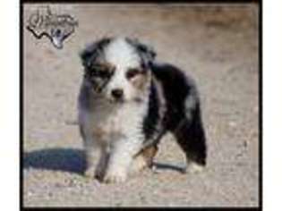 Miniature Australian Shepherd Puppy for sale in La Vernia, TX, USA