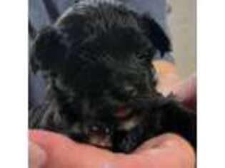 Mutt Puppy for sale in Cohocton, NY, USA
