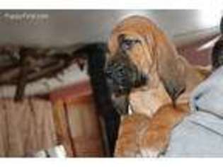 Bloodhound Puppy for sale in Cadillac, MI, USA