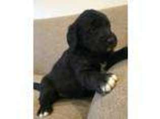 Labradoodle Puppy for sale in Jasper, IN, USA