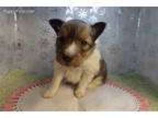 Shetland Sheepdog Puppy for sale in Caldwell, TX, USA