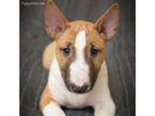 Bull Terrier Puppy for sale in Billings, MT, USA