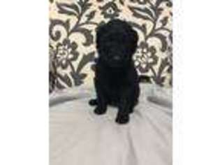 Goldendoodle Puppy for sale in Watson, IL, USA