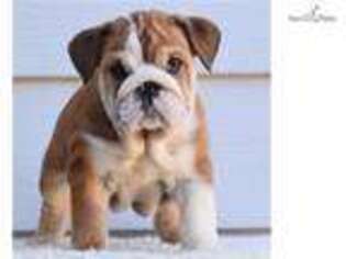 Bulldog Puppy for sale in Fort Worth, TX, USA