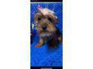 Yorkshire Terrier Puppy for sale in Eastman, GA, USA