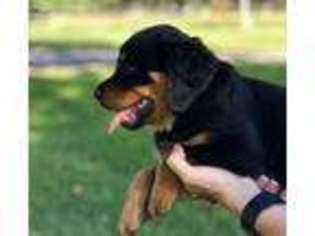 Rottweiler Puppy for sale in Galena, KS, USA