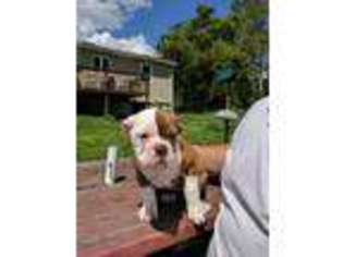 Olde English Bulldogge Puppy for sale in Gillett, PA, USA