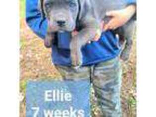 Cane Corso Puppy for sale in Montpelier, VA, USA