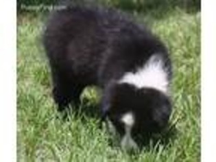 Border Collie Puppy for sale in Axtell, TX, USA