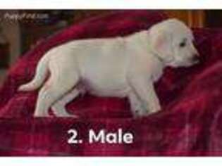 Labrador Retriever Puppy for sale in Metamora, IN, USA