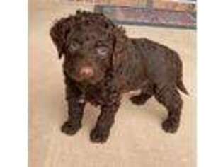 Labradoodle Puppy for sale in Artesia, NM, USA