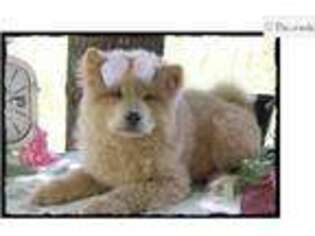 Chow Chow Puppy for sale in Saint Louis, MO, USA