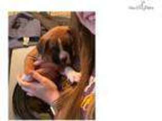 Boxer Puppy for sale in Shreveport, LA, USA