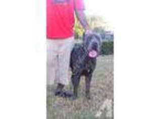 Cane Corso Puppy for sale in LAKELAND, FL, USA