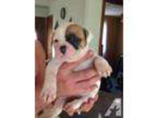 American Bulldog Puppy for sale in LITTLE HOCKING, OH, USA