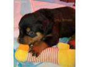 Rottweiler Puppy for sale in Craig, CO, USA