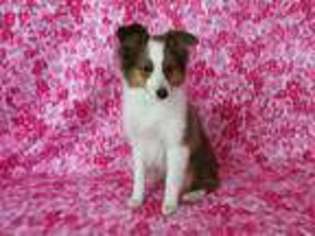 Shetland Sheepdog Puppy for sale in North Collins, NY, USA