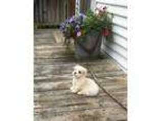 Maltese Puppy for sale in Sylva, NC, USA