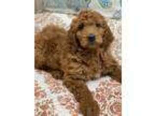 Goldendoodle Puppy for sale in Charlotte, NC, USA
