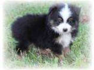 Miniature Australian Shepherd Puppy for sale in Edgar Springs, MO, USA
