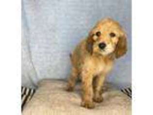 Labradoodle Puppy for sale in Baytown, TX, USA
