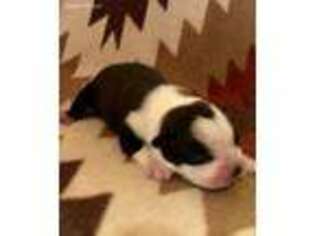 Boston Terrier Puppy for sale in Custer, SD, USA