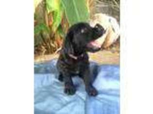 Labradoodle Puppy for sale in Kaneohe, HI, USA