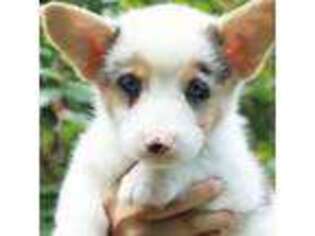 Pembroke Welsh Corgi Puppy for sale in Webster, FL, USA