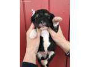 Mutt Puppy for sale in Sumas, WA, USA