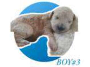 Goldendoodle Puppy for sale in Grand Island, NE, USA