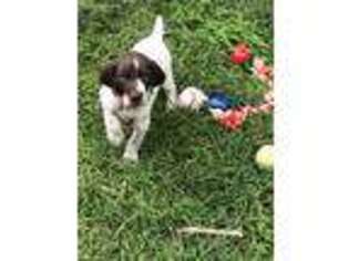 German Shorthaired Pointer Puppy for sale in Amarillo, TX, USA