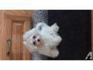 Maltese Puppy for sale in GILROY, CA, USA