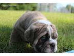Olde English Bulldogge Puppy for sale in Tripp, SD, USA