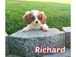 Cavalier King Charles Spaniel Puppy for sale in Newcomerstown, OH, USA