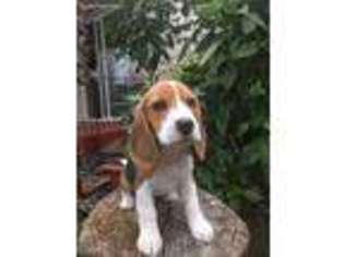 Beagle Puppy for sale in Merced, CA, USA