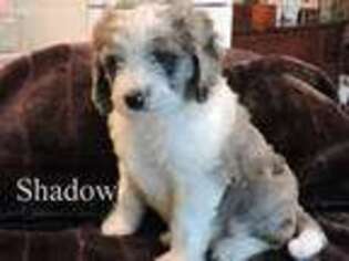 Mutt Puppy for sale in Cassville, WI, USA