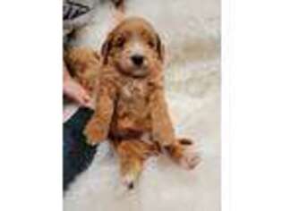 Goldendoodle Puppy for sale in Saint George, UT, USA