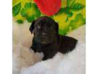 Cane Corso Puppy for sale in Collegeville, PA, USA