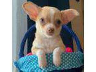 Chihuahua Puppy for sale in Jasper, AL, USA
