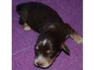Dachshund Puppy for sale in Pueblo West, CO, USA