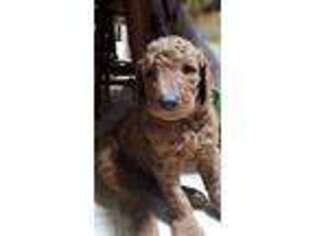 Goldendoodle Puppy for sale in Church Hill, TN, USA