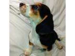 Beagle Puppy for sale in Etowah, TN, USA