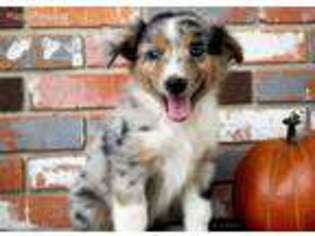 Australian Shepherd Puppy for sale in Omaha, NE, USA