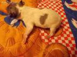 Rat Terrier Puppy for sale in Archer, FL, USA