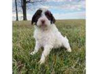 Portuguese Water Dog Puppy for sale in Quarryville, PA, USA