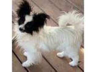 Papillon Puppy for sale in Bell Buckle, TN, USA