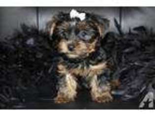 Yorkshire Terrier Puppy for sale in DIXON, CA, USA