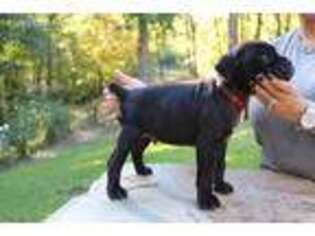 Cane Corso Puppy for sale in Tyler, TX, USA